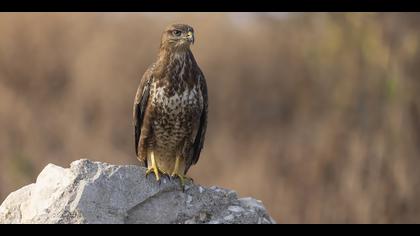 Şahin » Common Buzzard » Buteo buteo