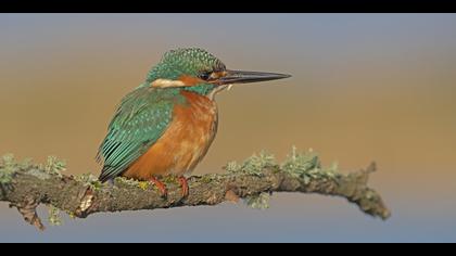 Yalıçapkını » Common Kingfisher » Alcedo atthis