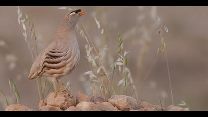 Kum kekliği » See-see Partridge » Ammoperdix griseogularis