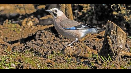 Alakarga » Eurasian Jay » Garrulus glandarius