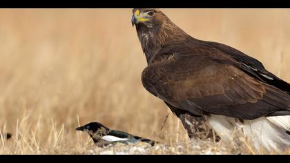 Kaya kartalı » Golden Eagle » Aquila chrysaetos