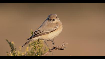 Çöl kuyrukkakanı » Desert Wheatear » Oenanthe deserti