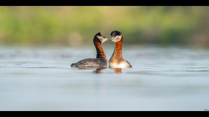 Kızılboyunlu batağan » Red-necked Grebe » Podiceps grisegena