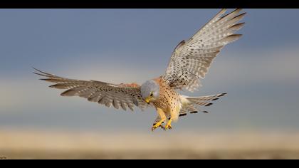 Küçük kerkenez » Lesser Kestrel » Falco naumanni