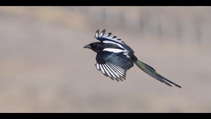 Saksağan » Eurasian Magpie » Pica pica