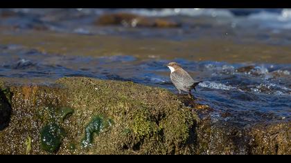 Derekuşu » White-throated Dipper » Cinclus cinclus