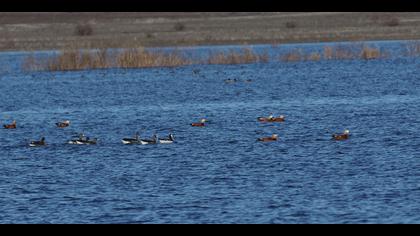 Akyanaklı kaz » Barnacle Goose » Branta leucopsis