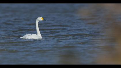 Küçük kuğu » Tundra Swan » Cygnus columbianus