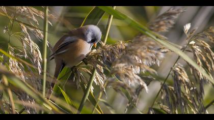 Bıyıklı baştankara » Bearded Reedling » Panurus biarmicus