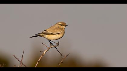 Çöl kuyrukkakanı » Desert Wheatear » Oenanthe deserti