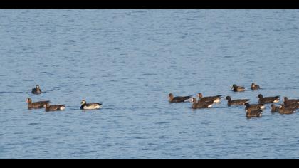 Akyanaklı kaz » Barnacle Goose » Branta leucopsis