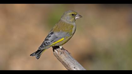 Florya » European Greenfinch » Chloris chloris