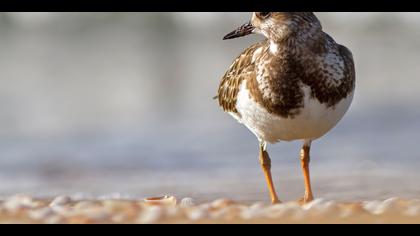 Taşçeviren » Ruddy Turnstone » Arenaria interpres