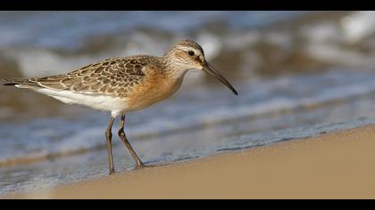 Kızıl kumkuşu » Curlew Sandpiper » Calidris ferruginea