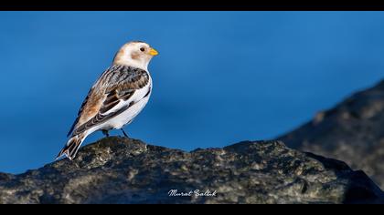 Alaca kirazkuşu » Snow Bunting » Plectrophenax nivalis