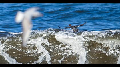 Büyük tarakdiş » Common Merganser » Mergus merganser