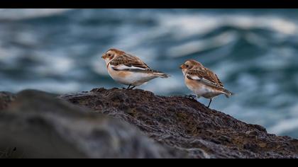 Alaca kirazkuşu » Snow Bunting » Plectrophenax nivalis