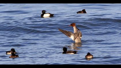 Büyük tarakdiş » Common Merganser » Mergus merganser