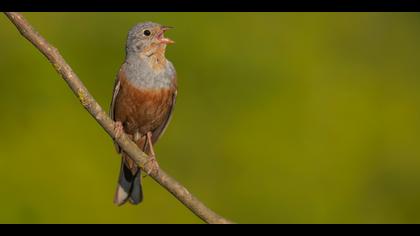 Kızıl kirazkuşu » Cretzschmar`s Bunting » Emberiza caesia