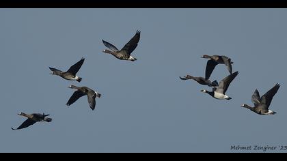 Akyanaklı kaz » Barnacle Goose » Branta leucopsis