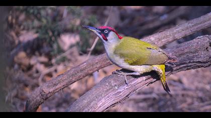 Yeşil ağaçkakan » European Green Woodpecker » Picus viridis