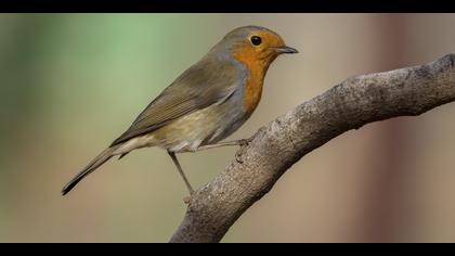 Kızılgerdan » European Robin » Erithacus rubecula