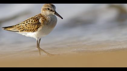 Küçük kumkuşu » Little Stint » Calidris minuta