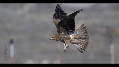 Kara çaylak » Black Kite » Milvus migrans