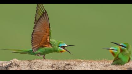 Yeşil arıkuşu » Blue-cheeked Bee-eater » Merops persicus