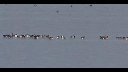 Akyanaklı kaz » Barnacle Goose » Branta leucopsis