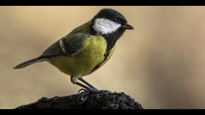 Büyük baştankara » Great Tit » Parus major