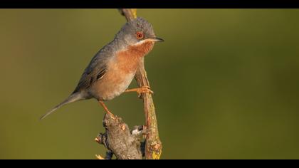 Bıyıklı ötleğen » Subalpine Warbler » Sylvia cantillans