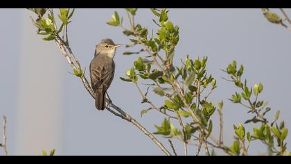 Ak mukallit » Eastern Olivaceous Warbler » Iduna pallida