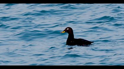 Kadife ördek » Velvet Scoter » Melanitta fusca