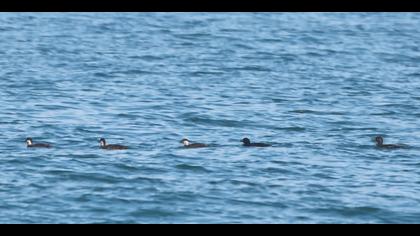 Kara ördek » Common Scoter » Melanitta nigra