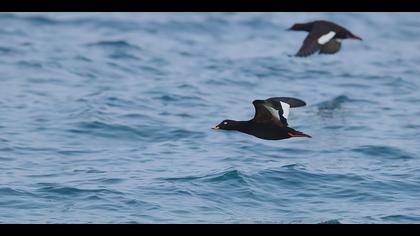 Kadife ördek » Velvet Scoter » Melanitta fusca