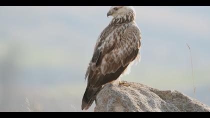 Kızıl şahin » Long-legged Buzzard » Buteo rufinus