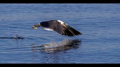 Van gölü martısı » Armenian Gull » Larus armenicus