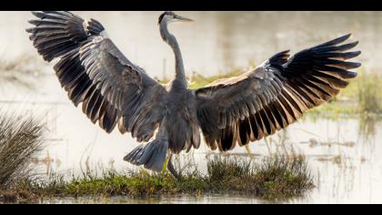 Gri balıkçıl » Grey Heron » Ardea cinerea