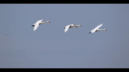 Küçük kuğu » Tundra Swan » Cygnus columbianus