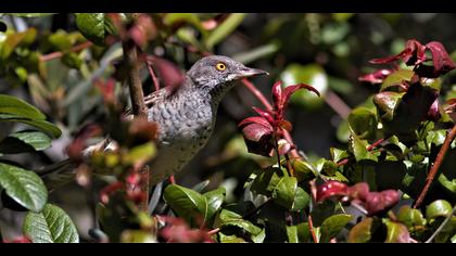 Çizgili ötleğen » Barred Warbler » Sylvia nisoria