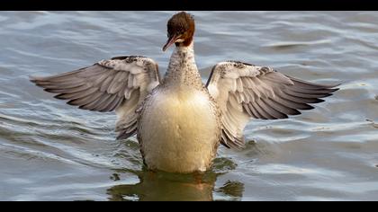 Büyük tarakdiş » Common Merganser » Mergus merganser