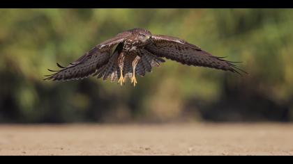 Şahin » Common Buzzard » Buteo buteo