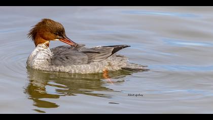 Büyük tarakdiş » Common Merganser » Mergus merganser