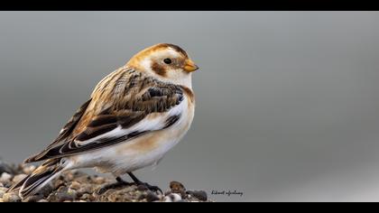 Alaca kirazkuşu » Snow Bunting » Plectrophenax nivalis