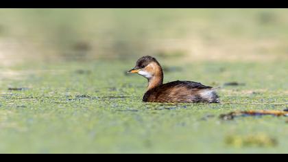 Küçük batağan » Little Grebe » Tachybaptus ruficollis