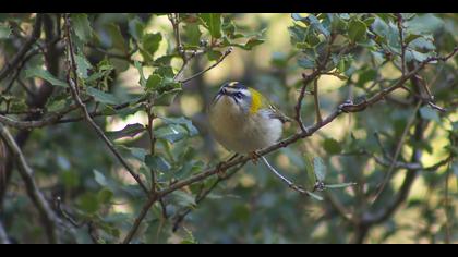 Sürmeli çalıkuşu » Common Firecrest » Regulus ignicapilla