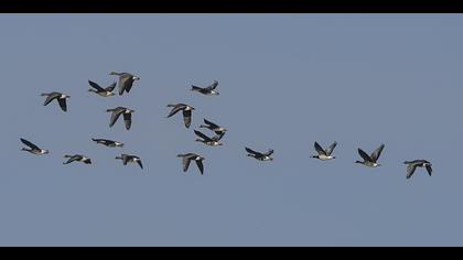 Akyanaklı kaz » Barnacle Goose » Branta leucopsis