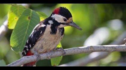 Orman alaca ağaçkakanı » Great Spotted Woodpecker » Dendrocopos major