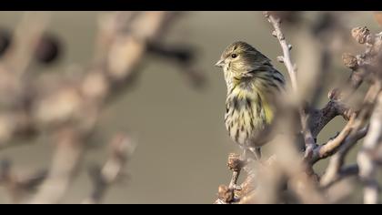 Küçük iskete » European Serin » Serinus serinus